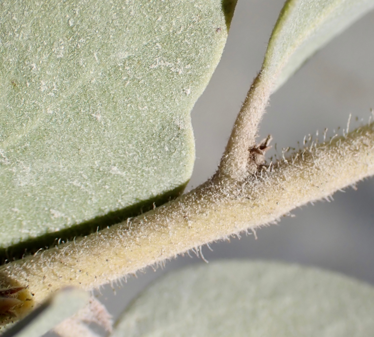 Arctostaphylos otayensis