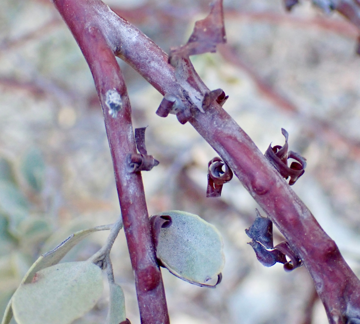 Arctostaphylos otayensis