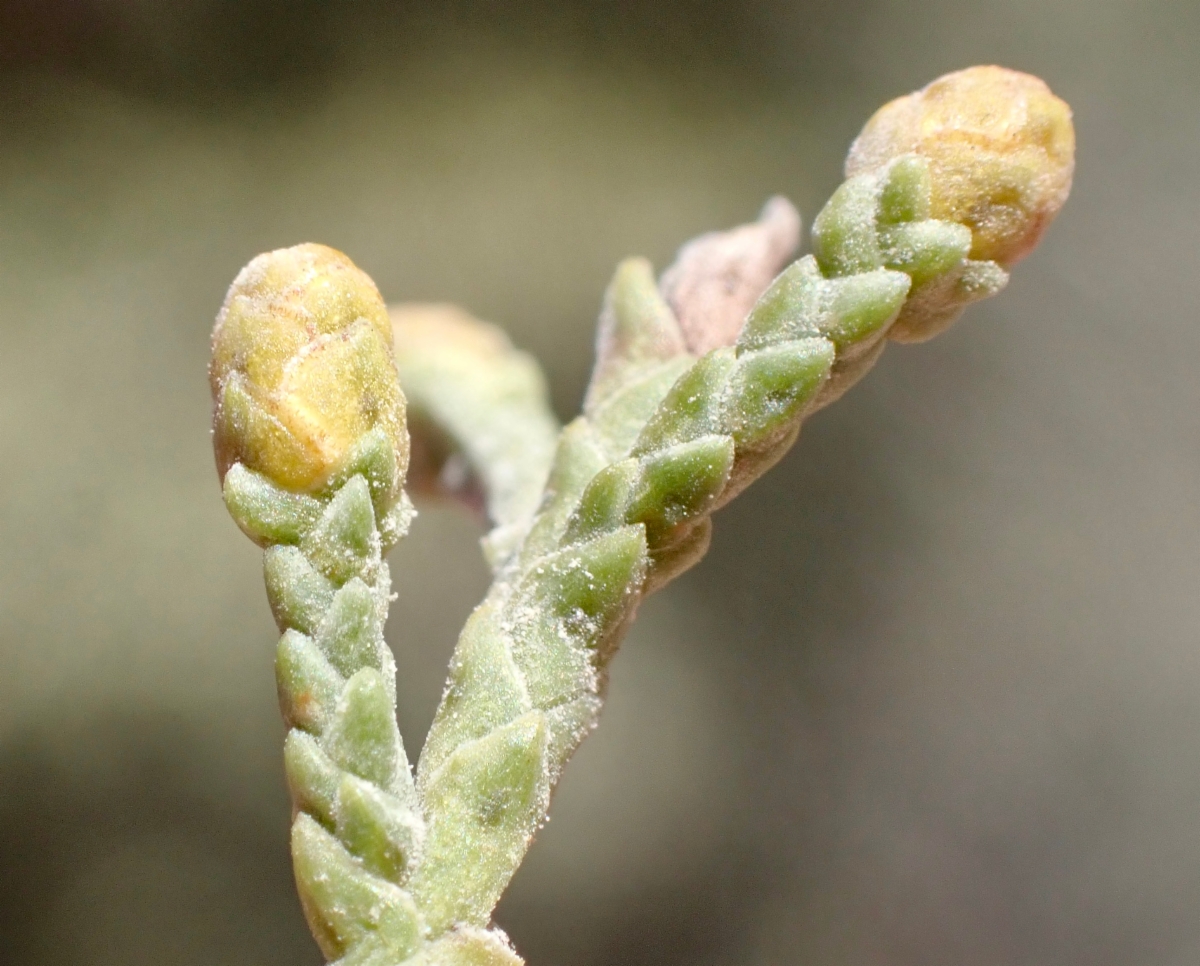 Hesperocyparis forbesii