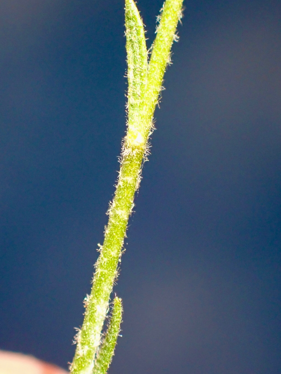 Crocanthemum aldersonii