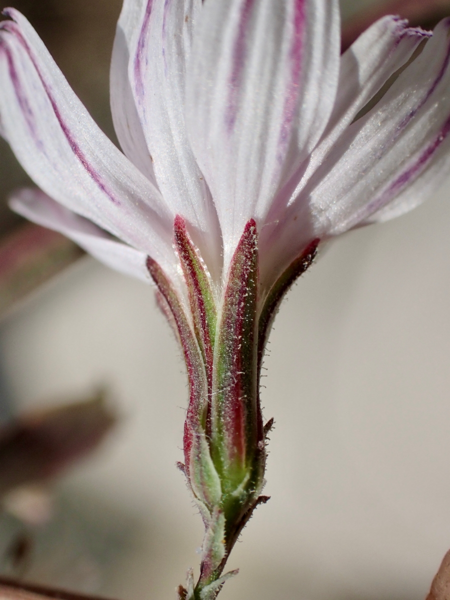 Stephanomeria diegensis