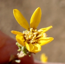 Grindelia hirsutula var. hallii