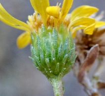 Grindelia hirsutula var. hallii