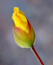 Helianthemum scoparium var. aldersonii