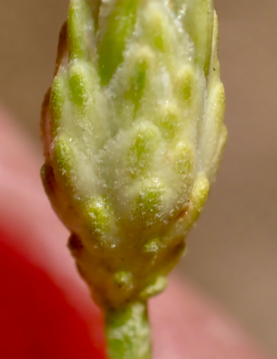 Baccharis sarothroides