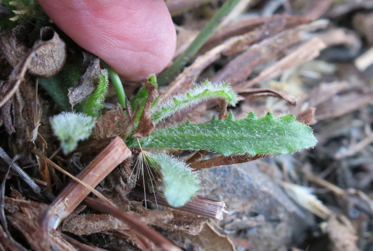 Hypochaeris radicata