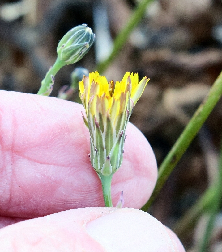 Hypochaeris radicata