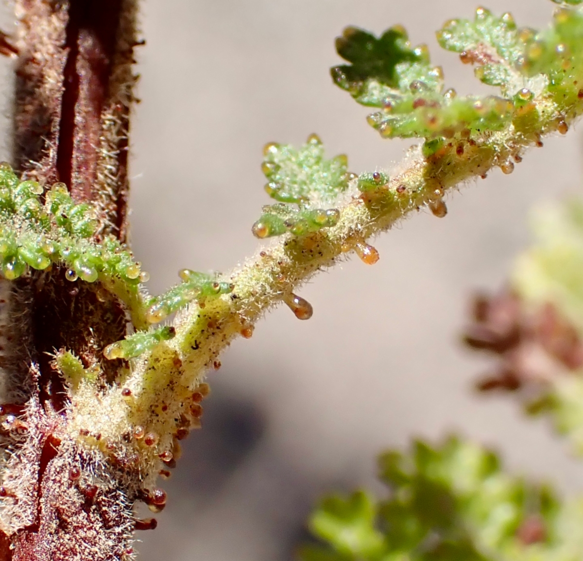 Chamaebatia australis