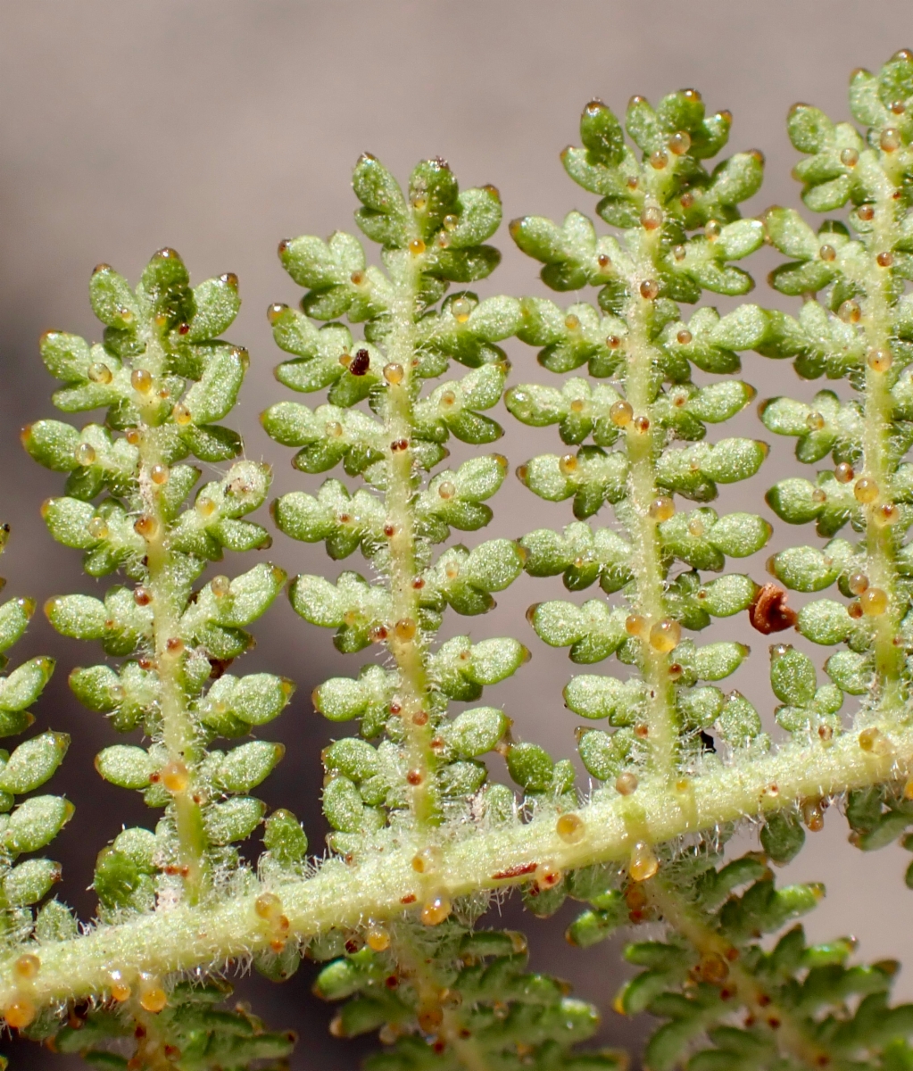 Chamaebatia australis