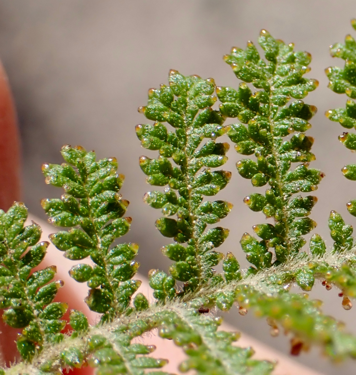 Chamaebatia australis