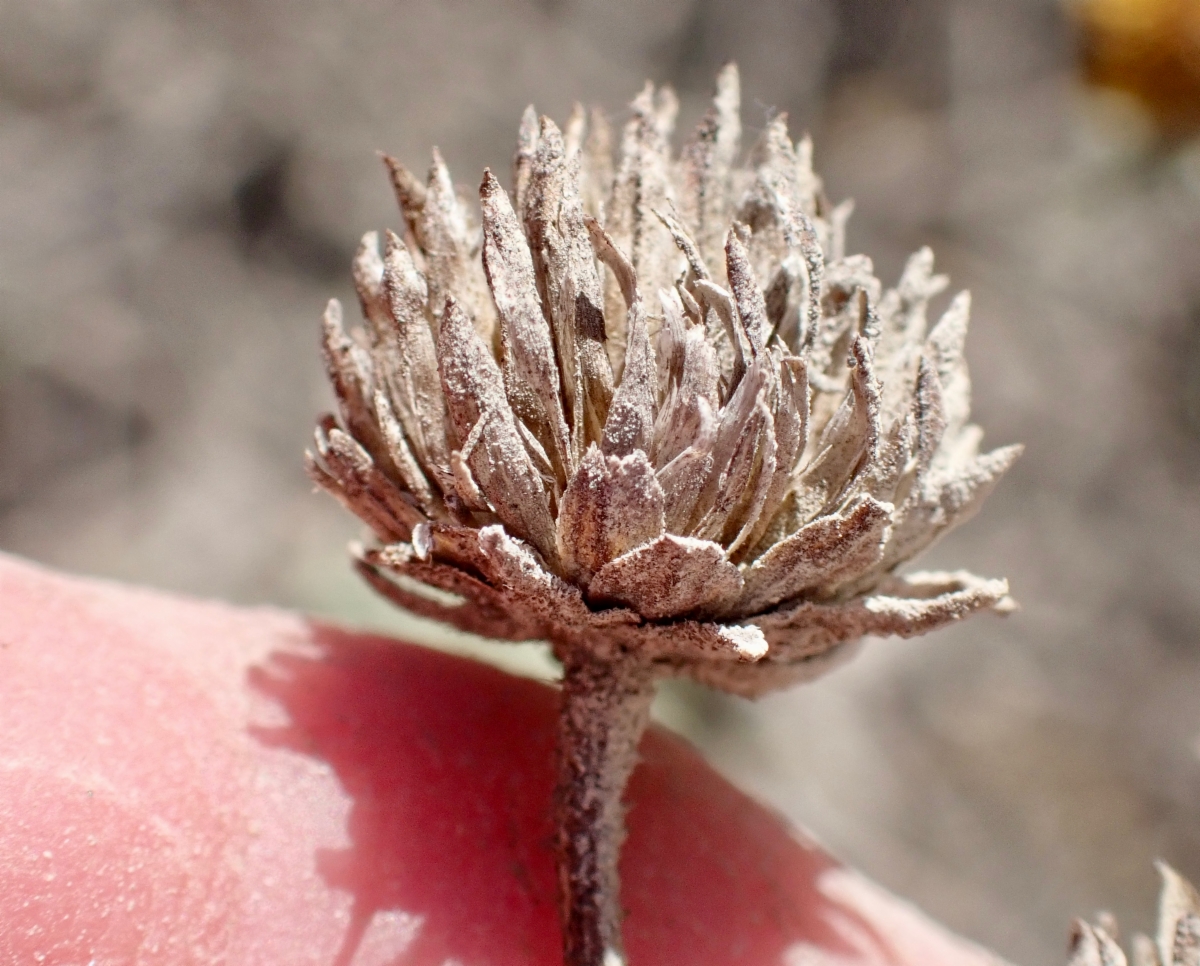 Bahiopsis laciniata