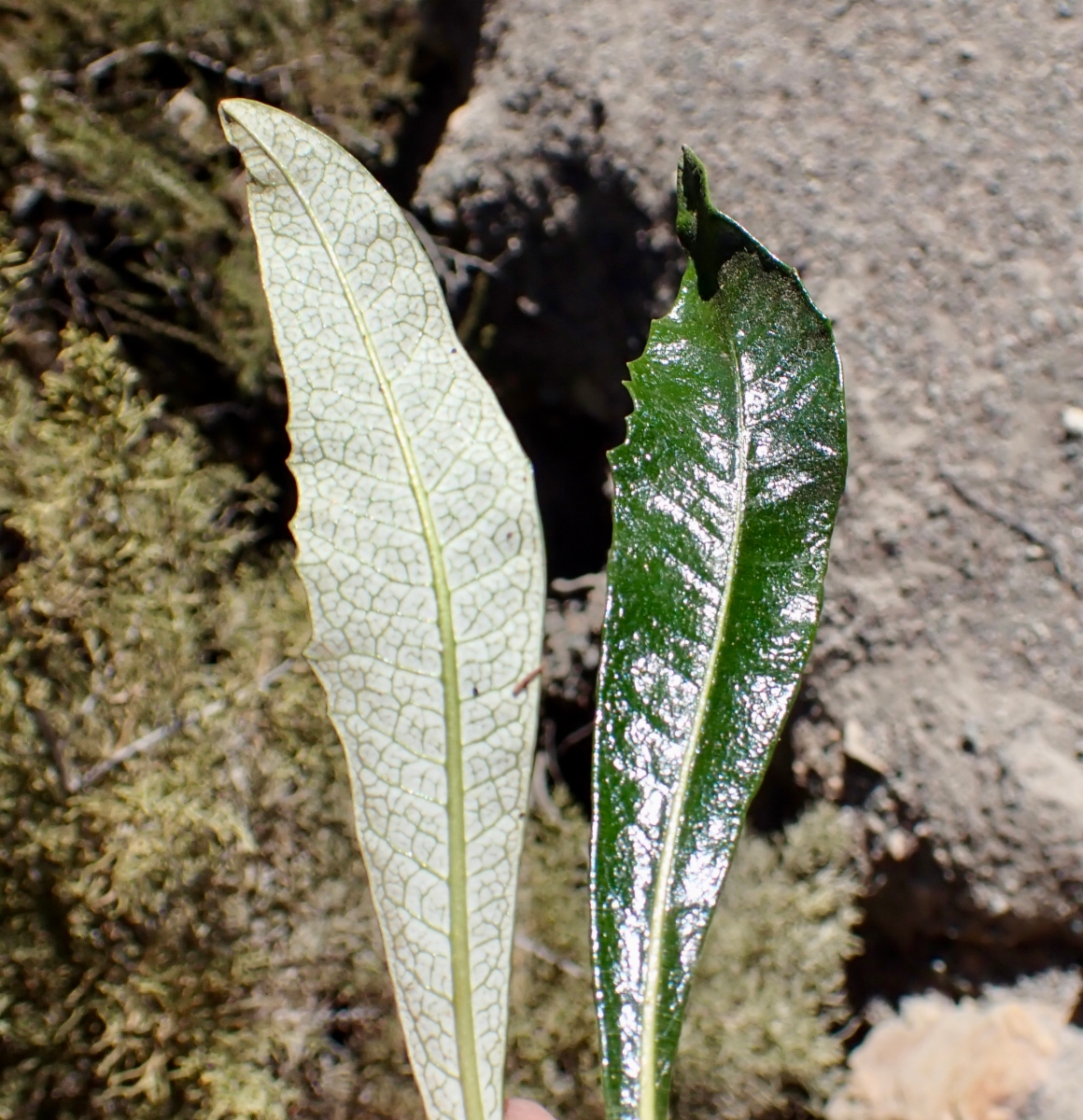 Eriodictyon trichocalyx var. trichocalyx