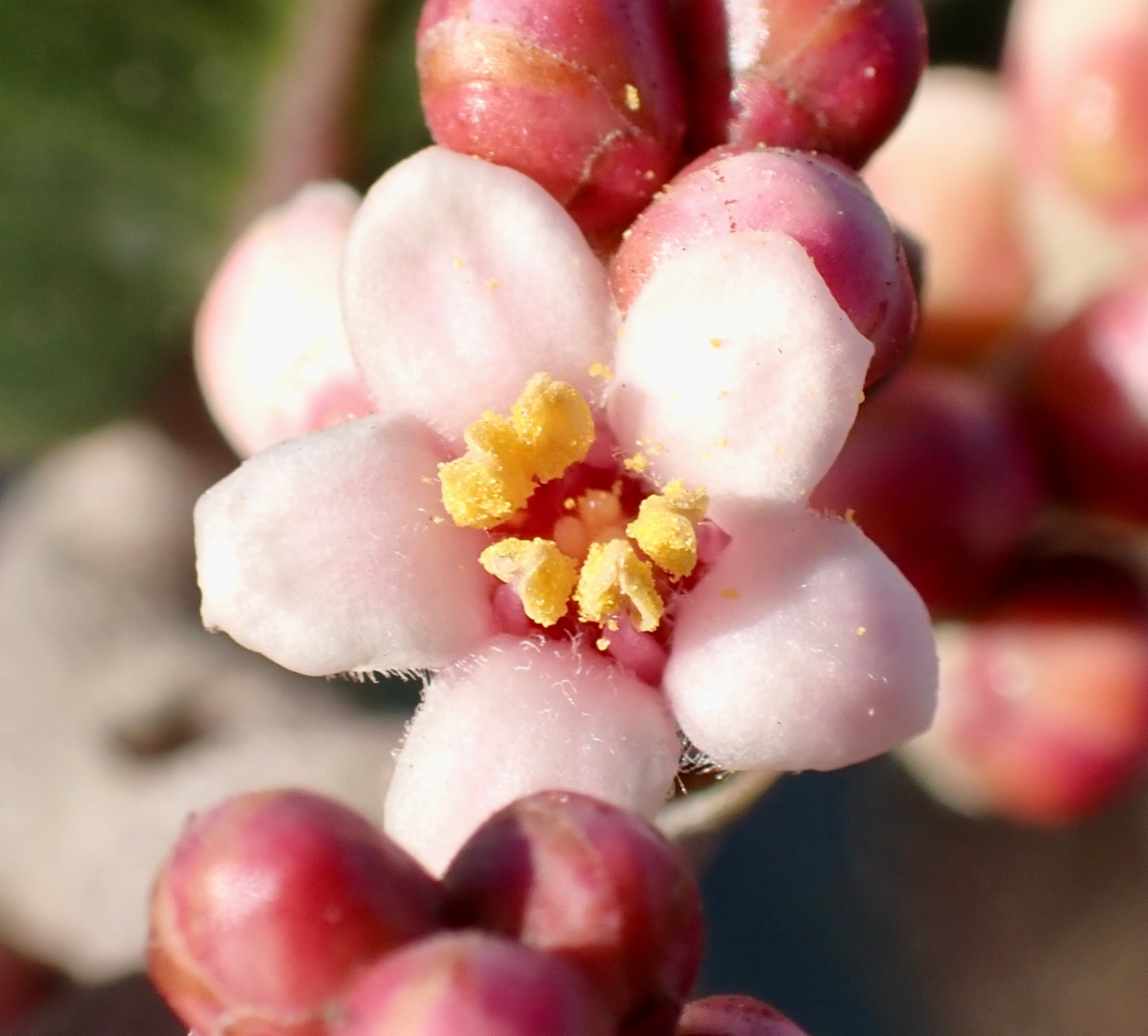 Rhus integrifolia