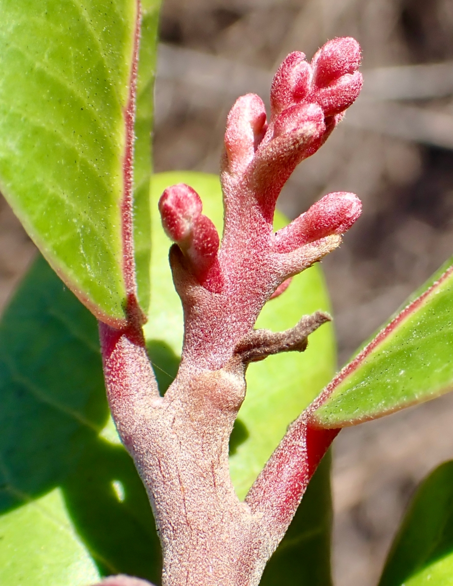 Rhus integrifolia