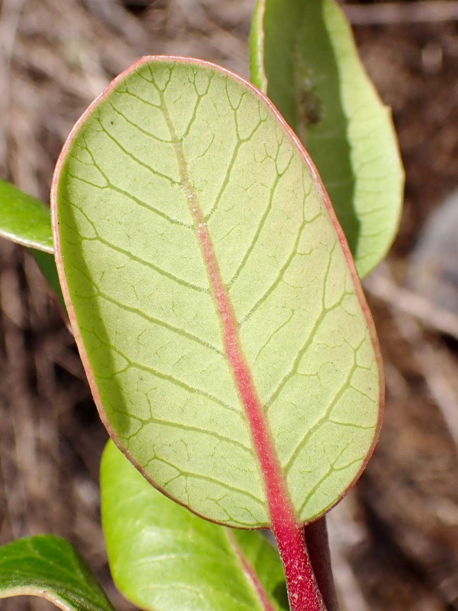 Rhus integrifolia