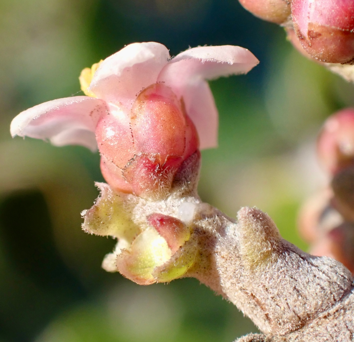 Rhus integrifolia