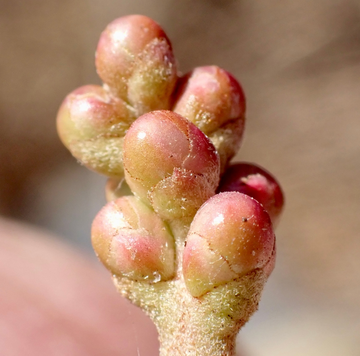 Rhus integrifolia