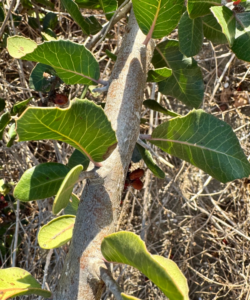 Rhus integrifolia