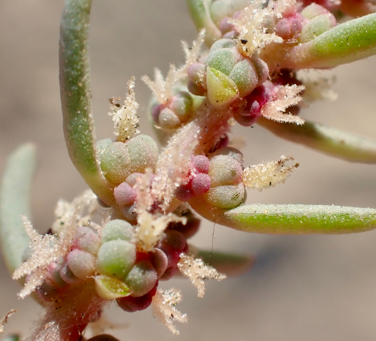 Suaeda californica