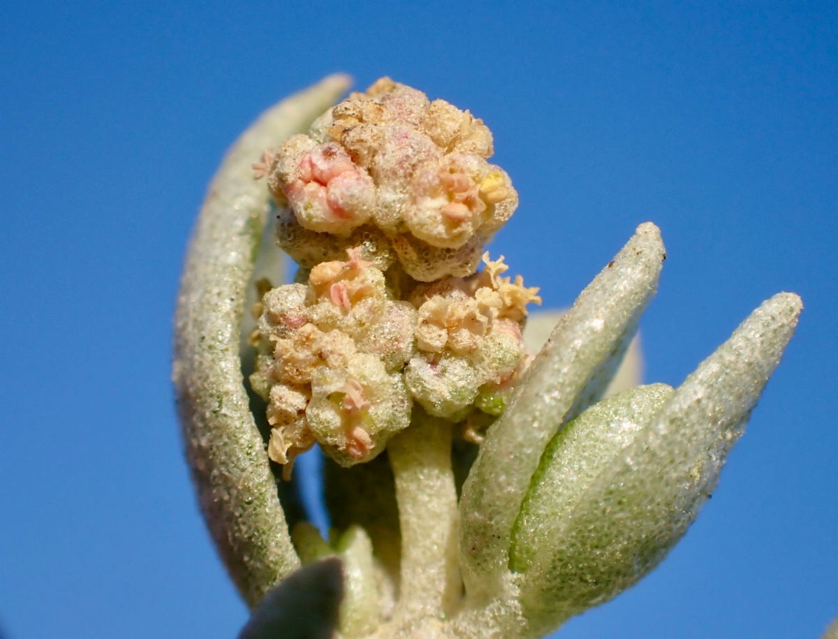 Atriplex watsonii