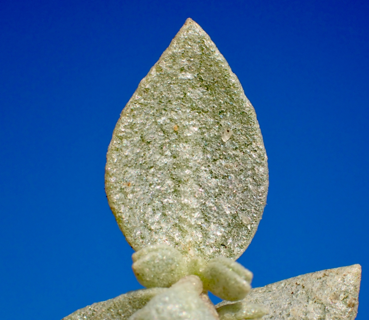 Atriplex watsonii