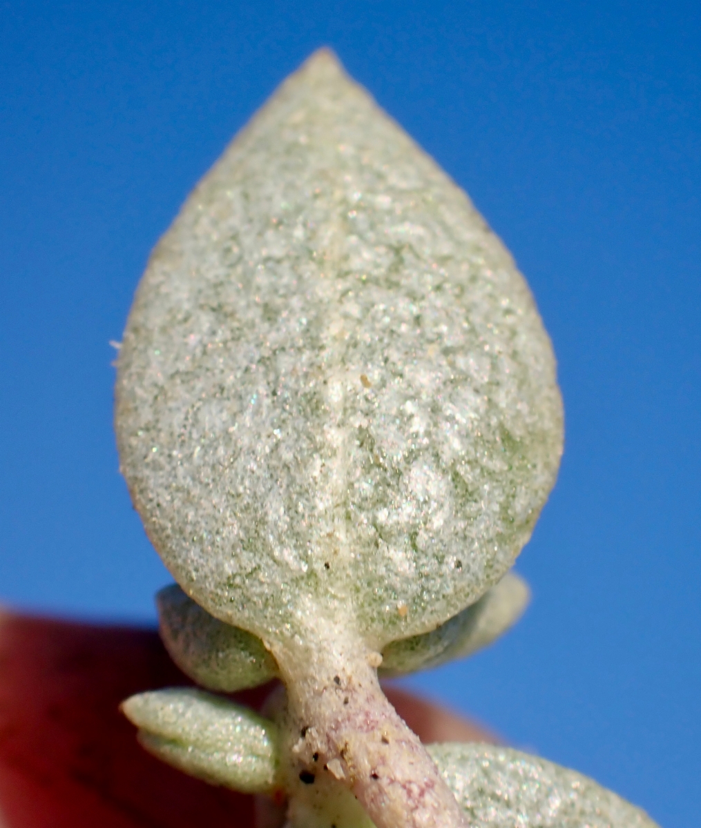 Atriplex watsonii