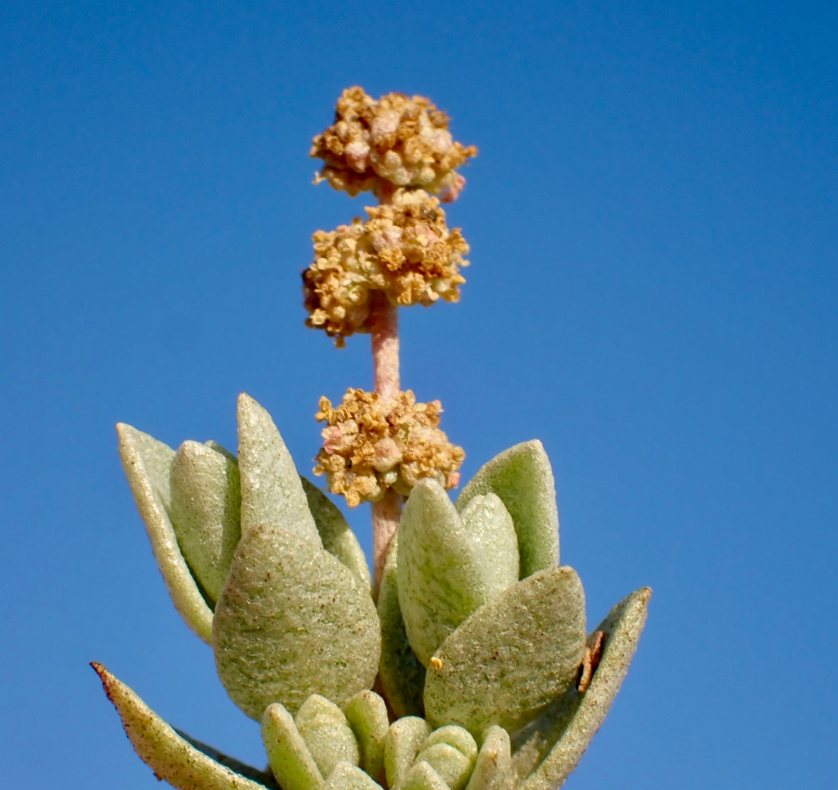 Atriplex watsonii