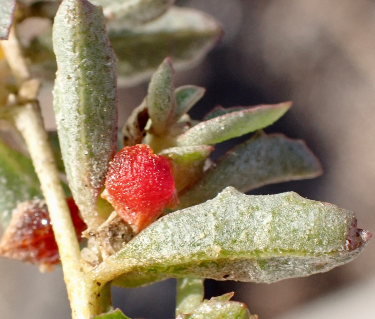 Atriplex semibaccata