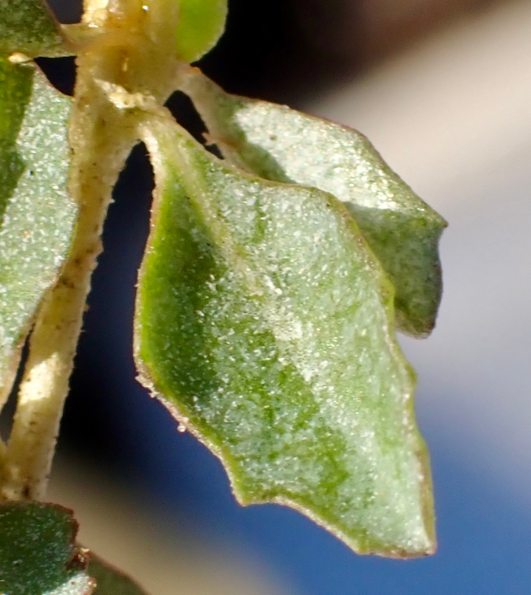 Atriplex semibaccata