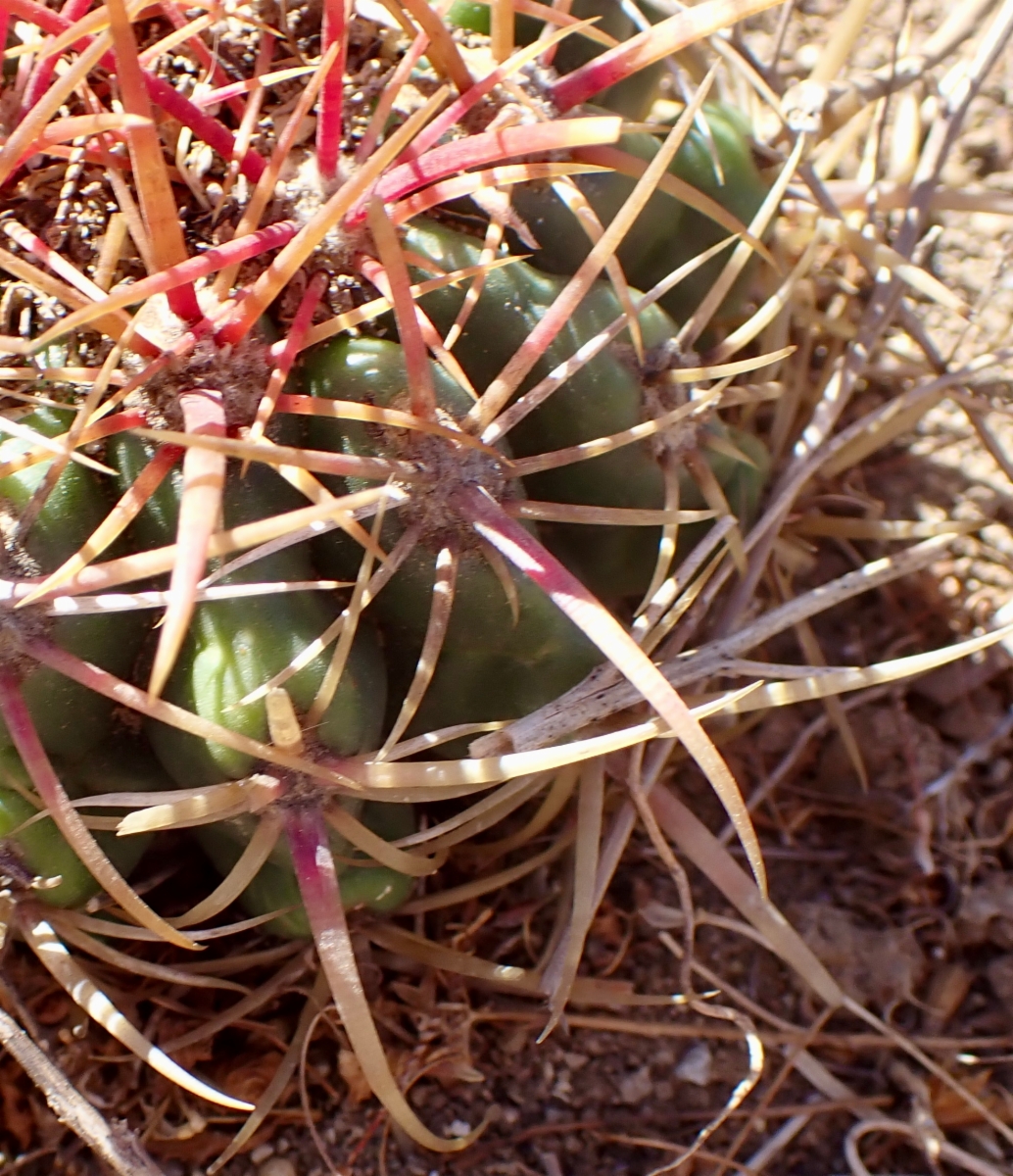 Ferocactus viridescens