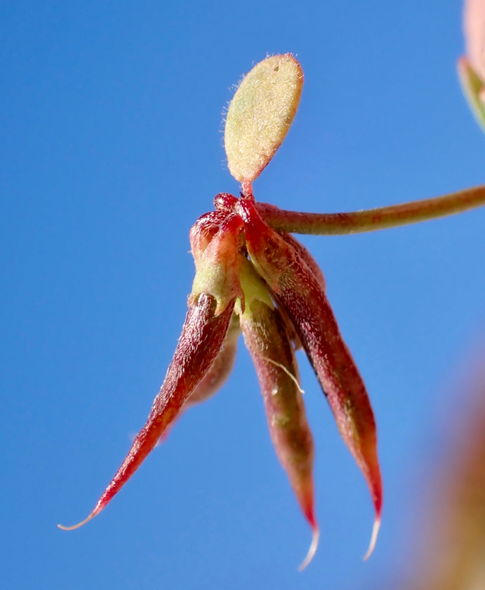 Acmispon prostratus