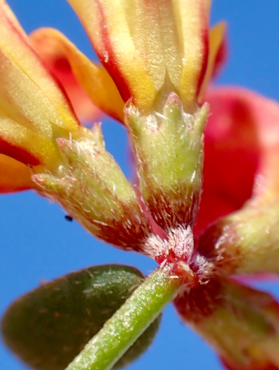 Acmispon prostratus