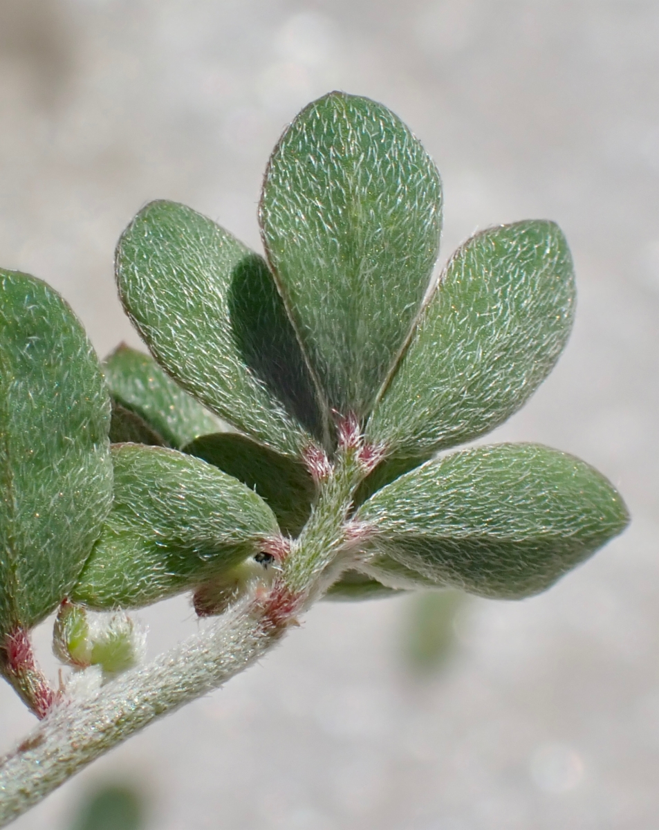 Acmispon prostratus