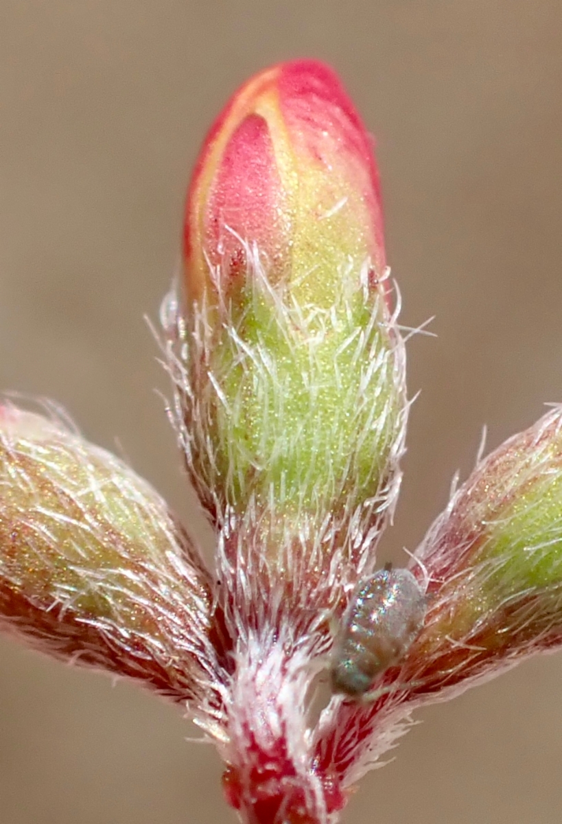 Acmispon prostratus