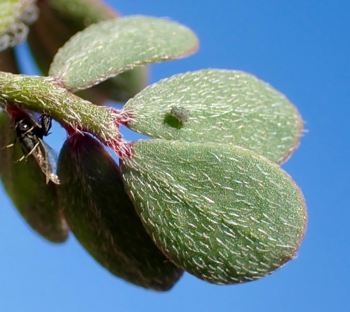 Acmispon prostratus