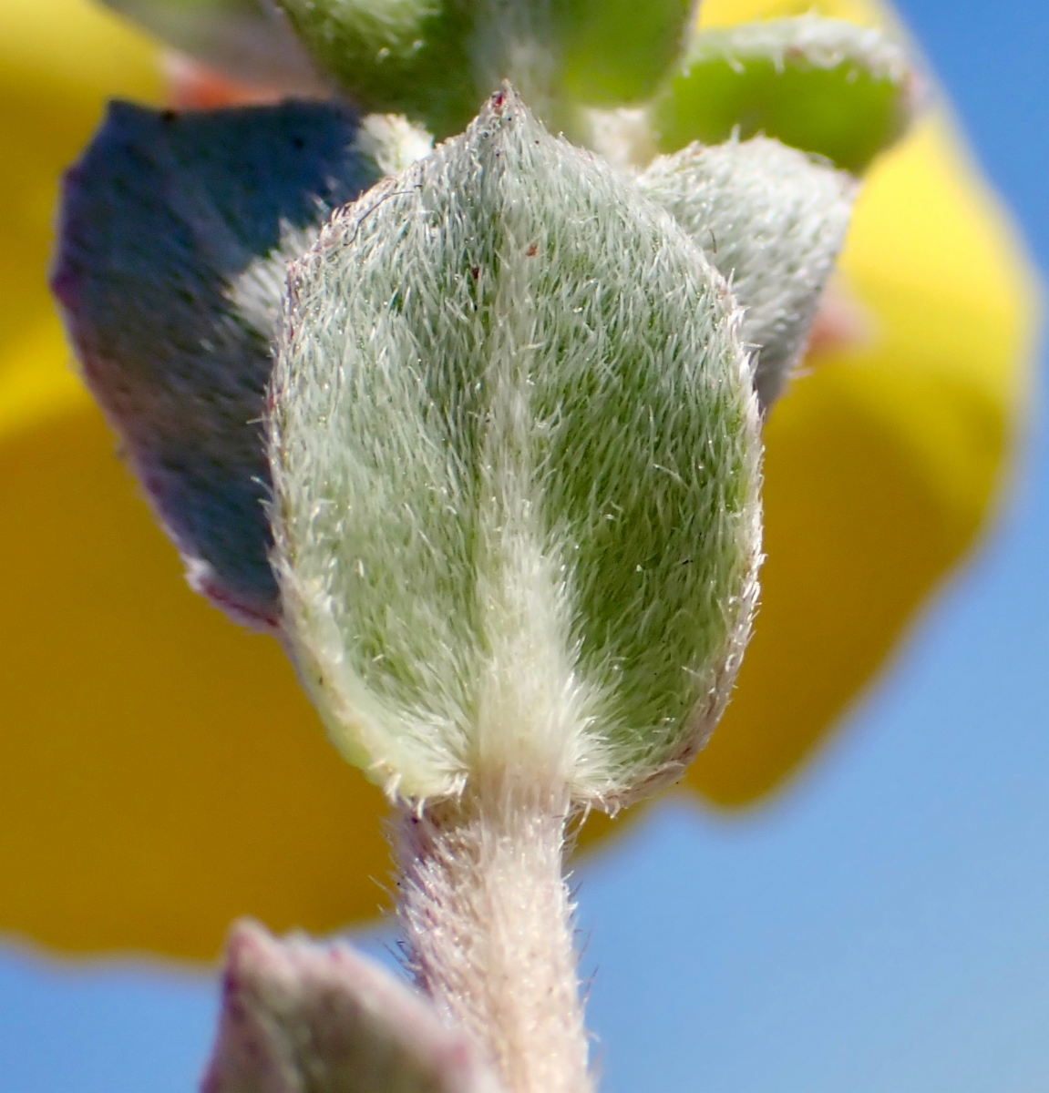 Camissoniopsis cheiranthifolia ssp. suffruticosa