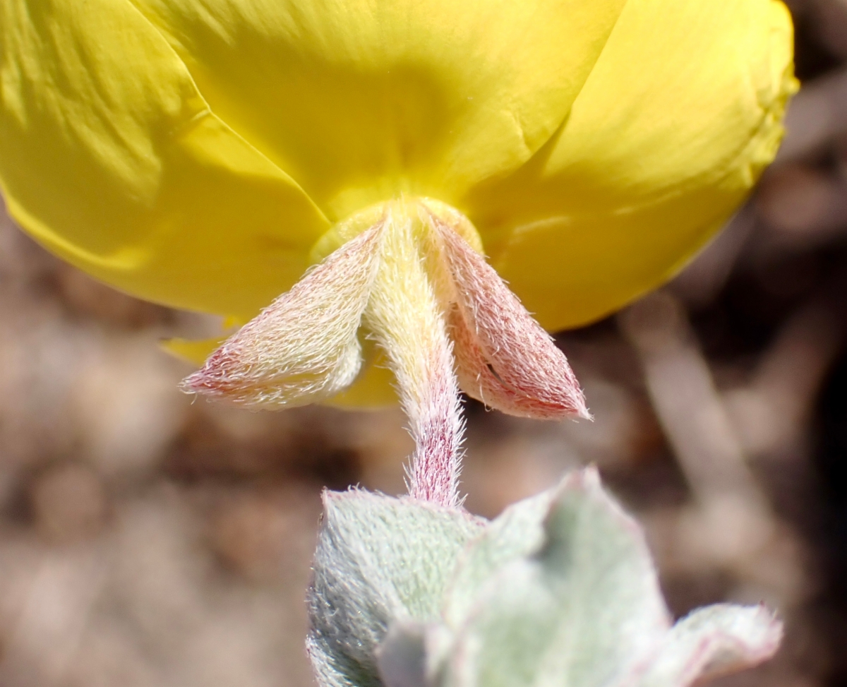 Camissoniopsis cheiranthifolia ssp. suffruticosa