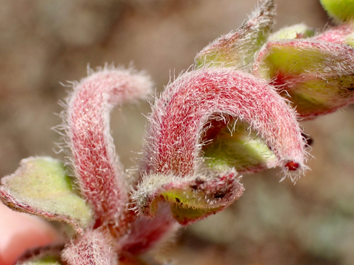 Camissoniopsis cheiranthifolia ssp. suffruticosa