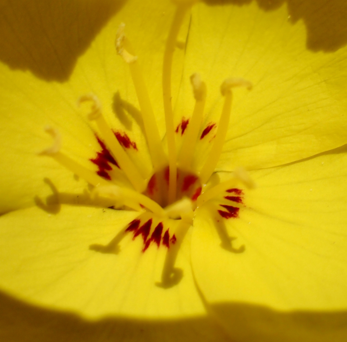 Camissoniopsis cheiranthifolia ssp. suffruticosa