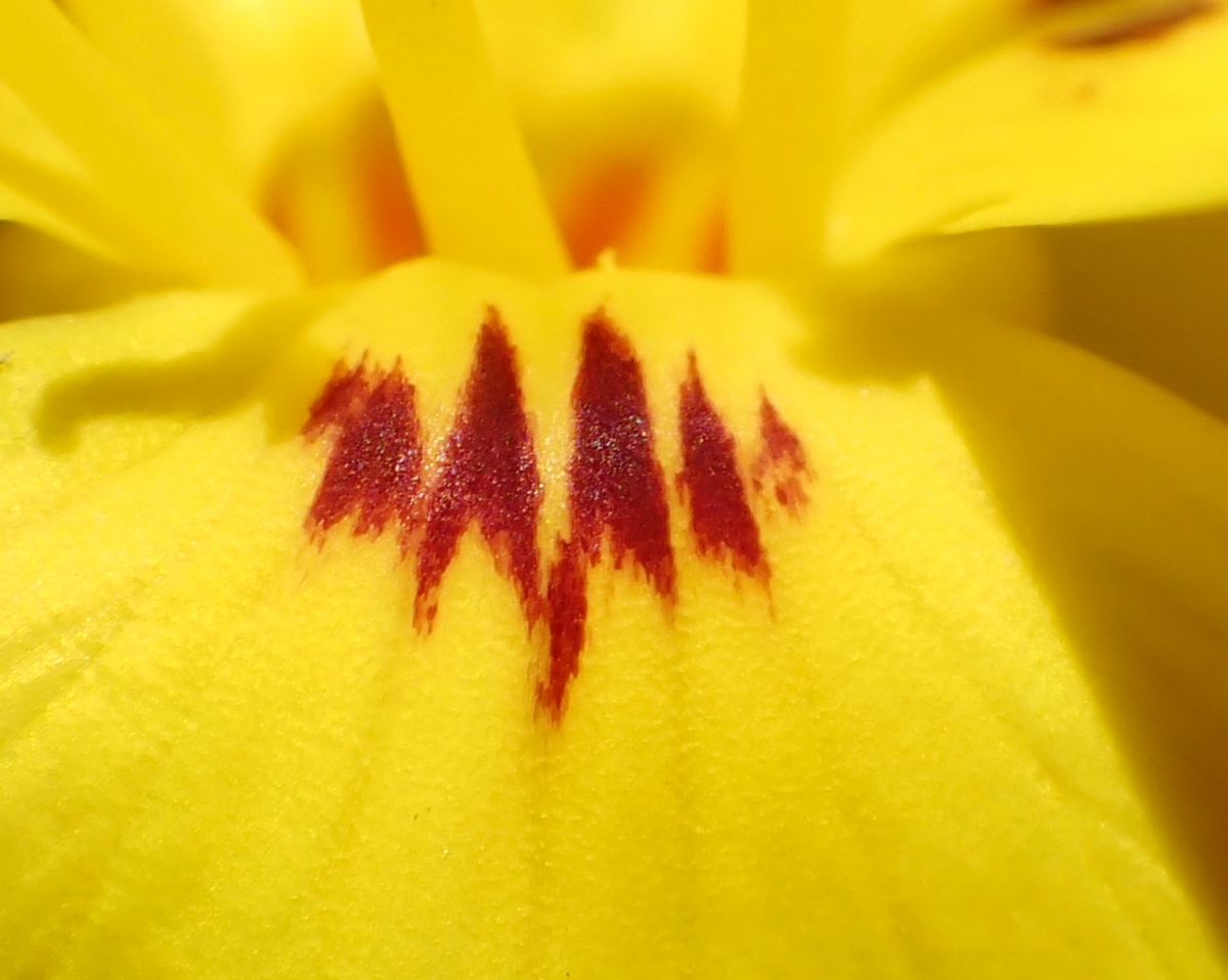 Camissoniopsis cheiranthifolia ssp. suffruticosa