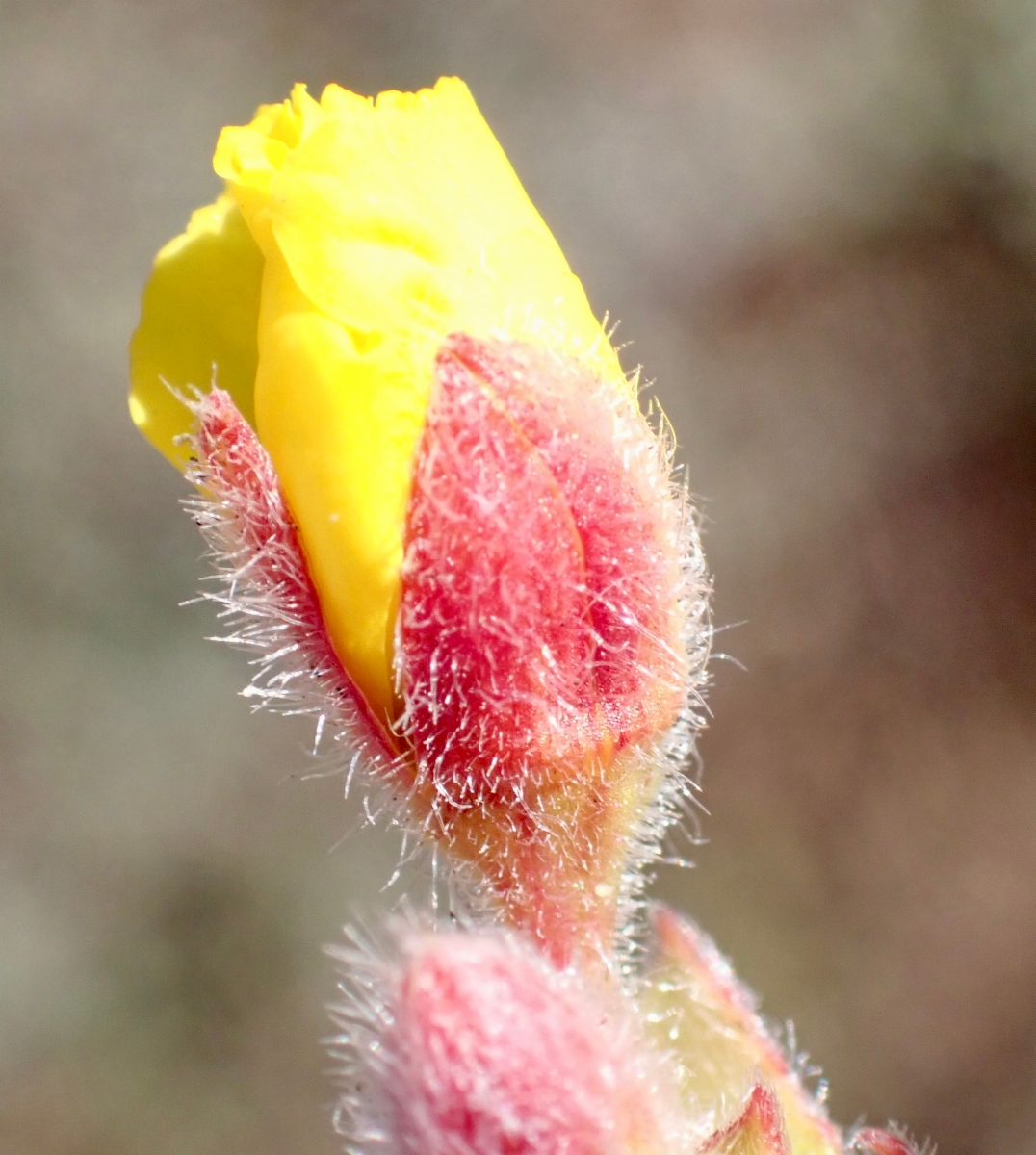 Camissoniopsis cheiranthifolia ssp. suffruticosa