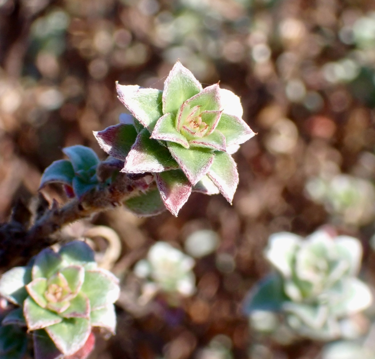 Camissoniopsis cheiranthifolia ssp. suffruticosa