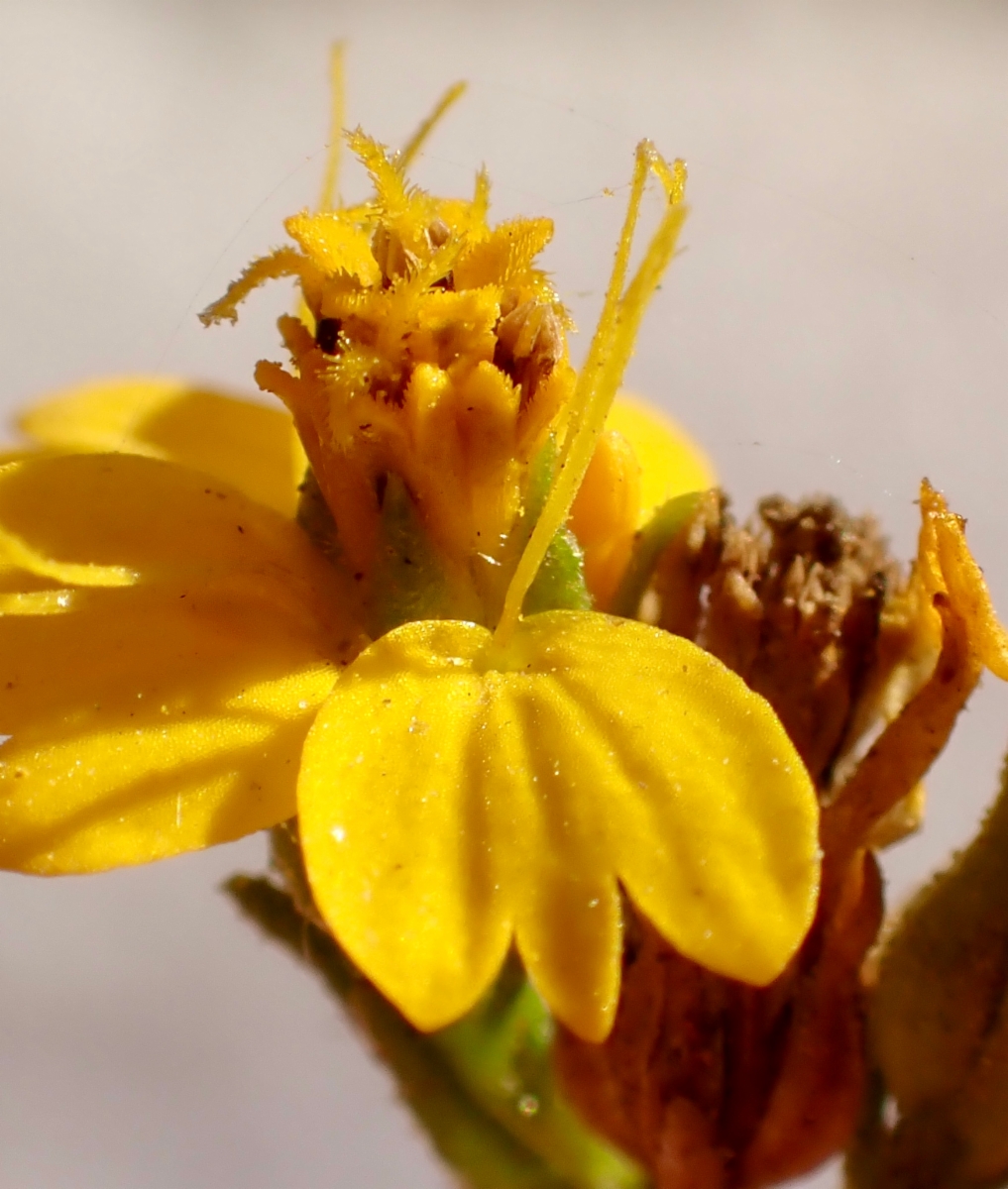 Deinandra fasciculata