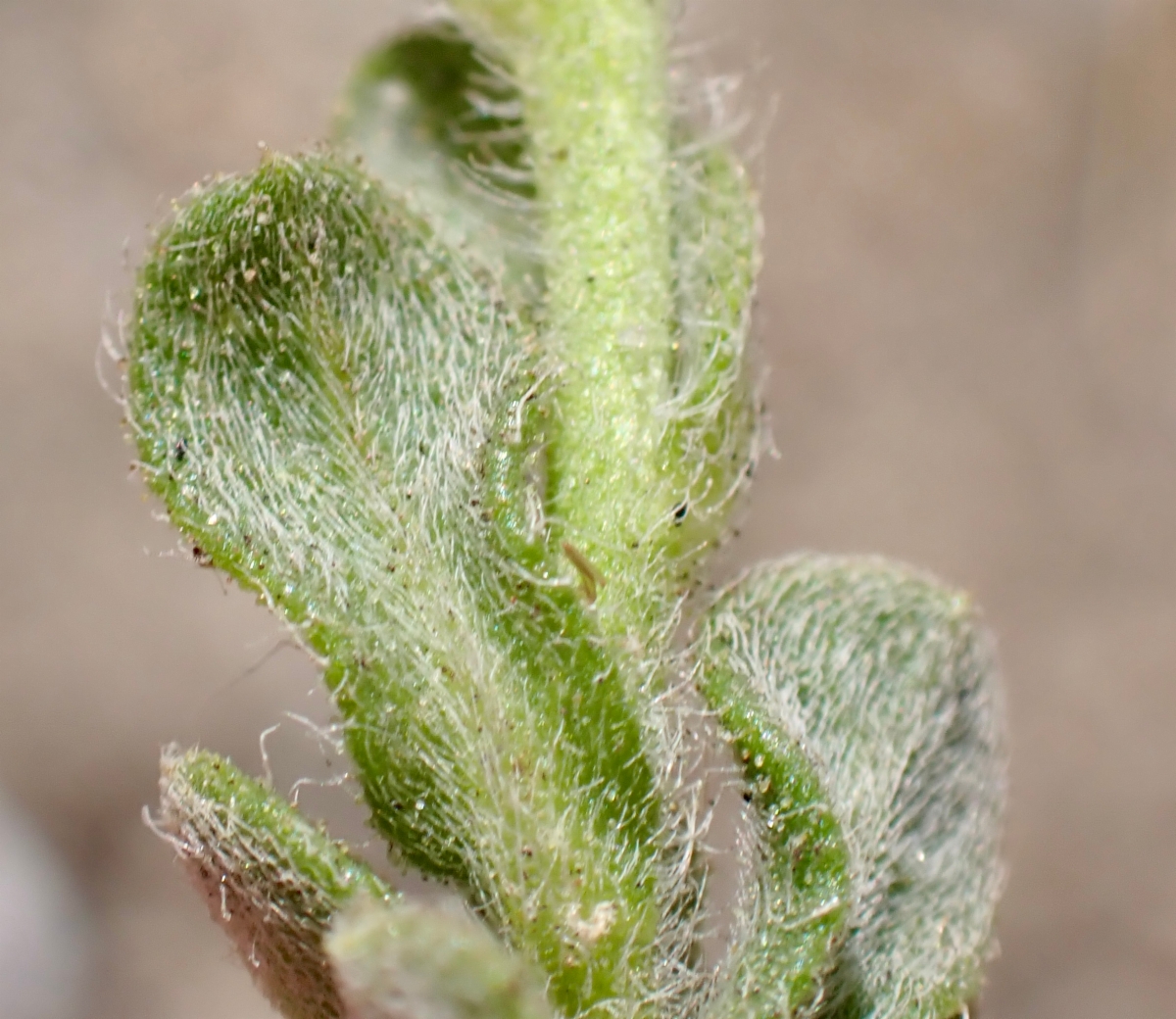 Heterotheca sessiliflora ssp. sessiliflora