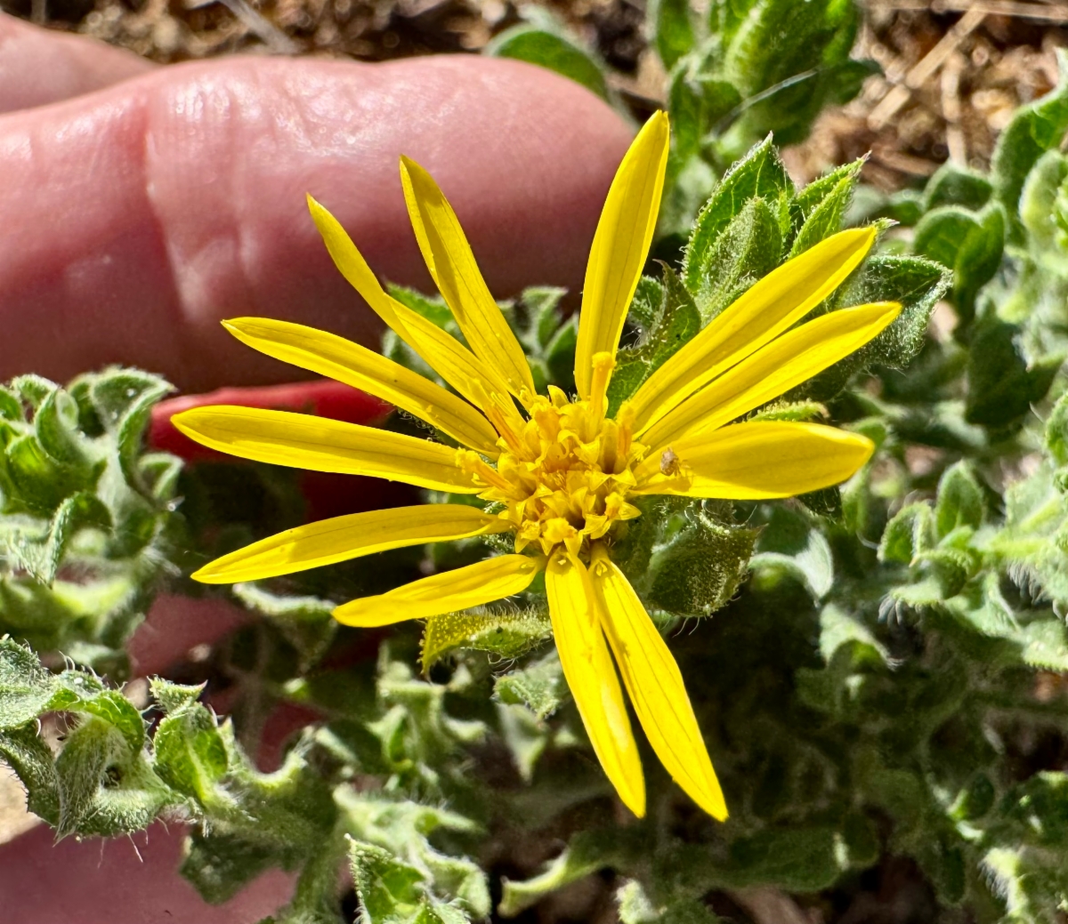 Heterotheca sessiliflora ssp. sessiliflora