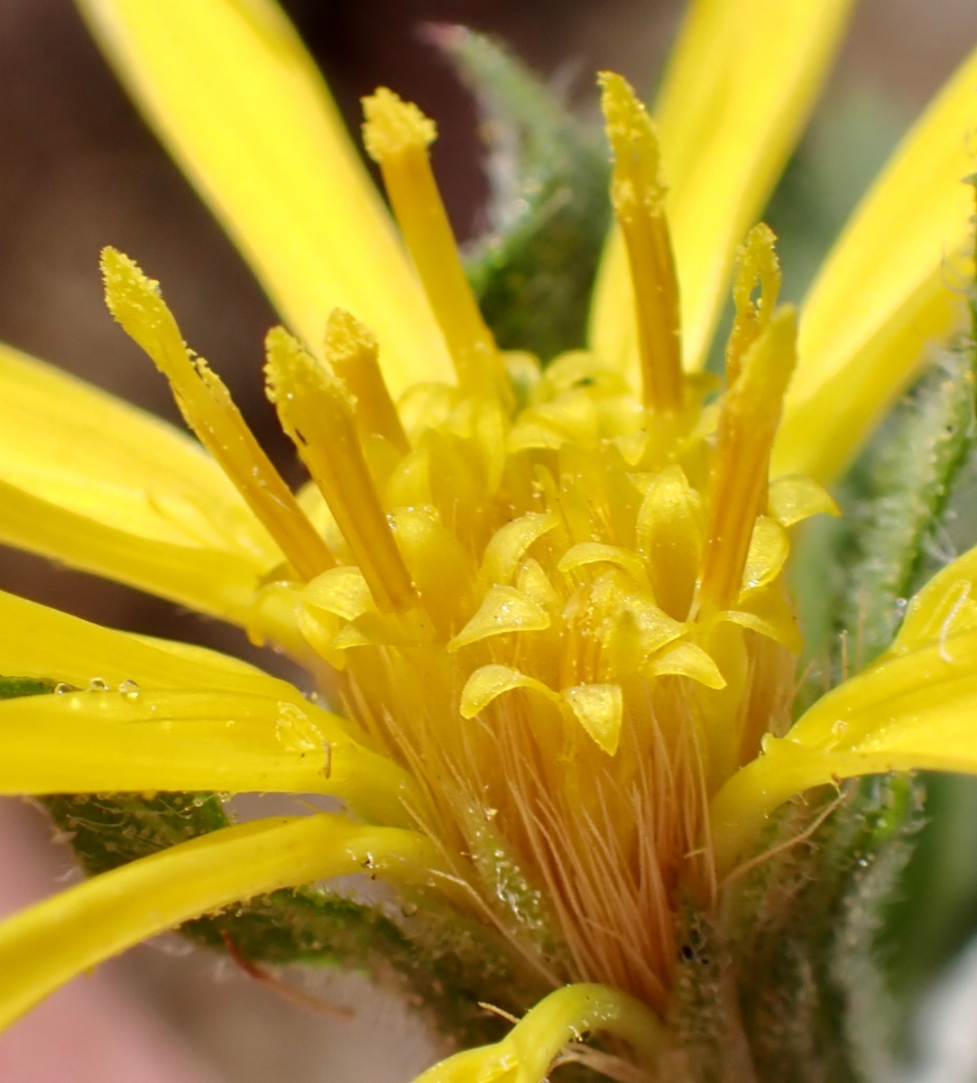 Heterotheca sessiliflora ssp. sessiliflora