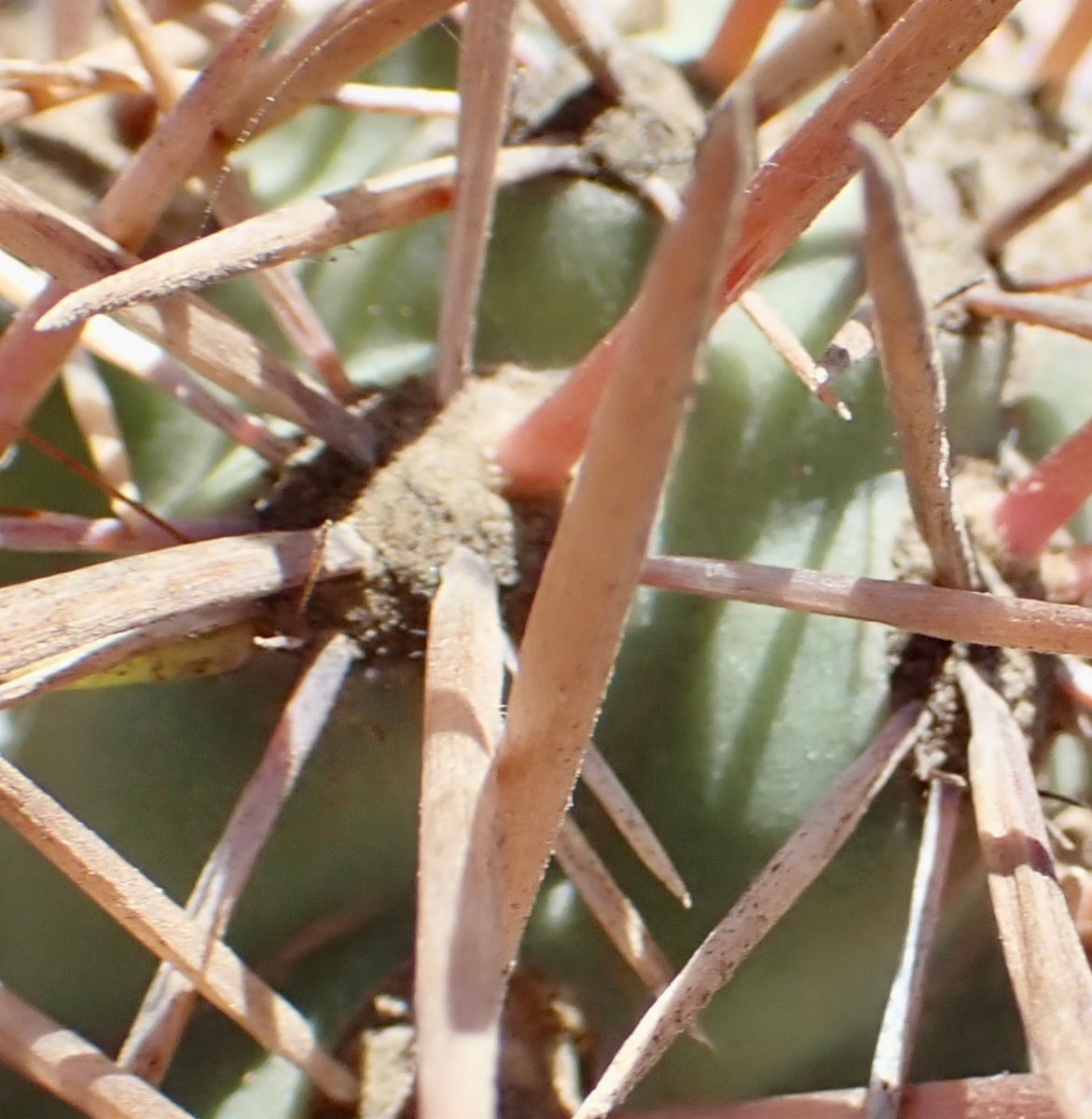 Cylindropuntia prolifera