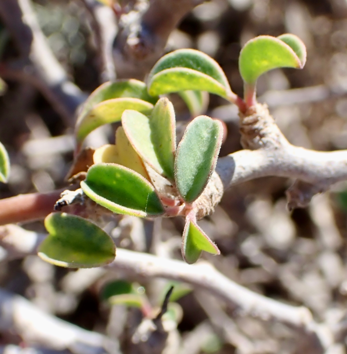 Euphorbia misera