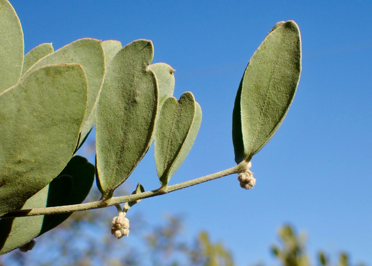 Simmondsia chinensis