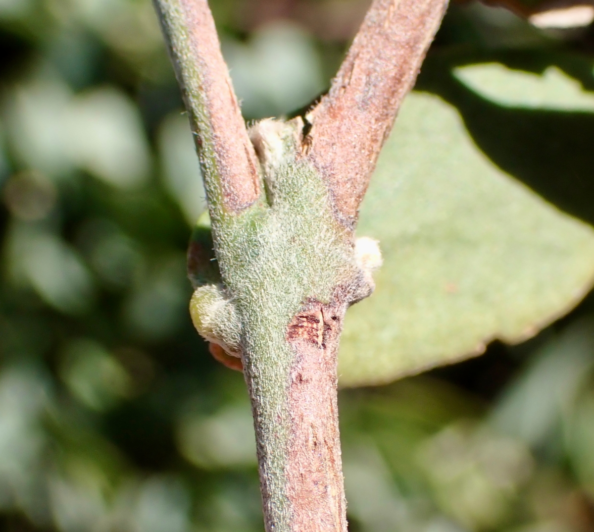 Simmondsia chinensis